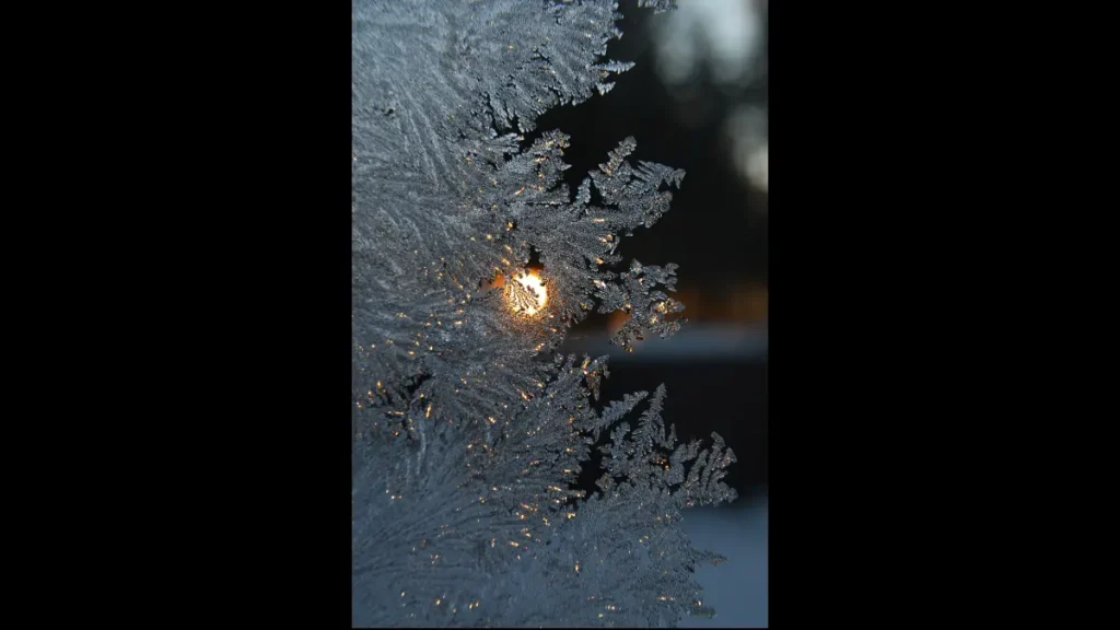Ghiaccioli su un pino illuminati dal retro
