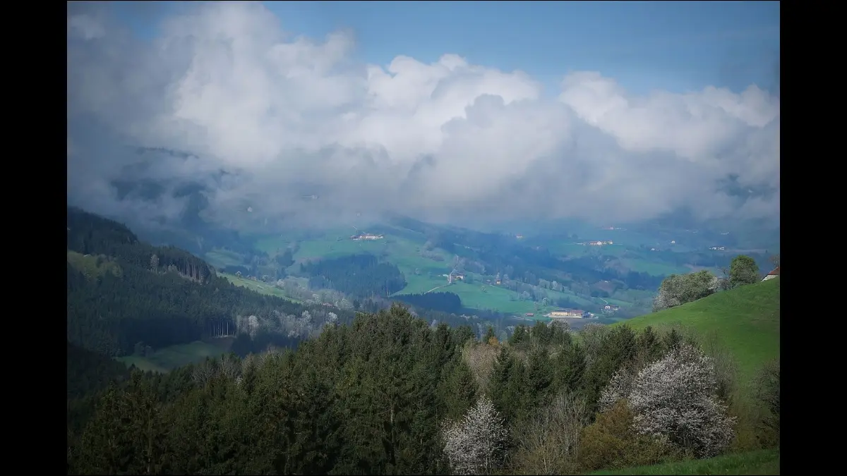 Davanti piante in fiore sullo sfondo dense nuvole bianche