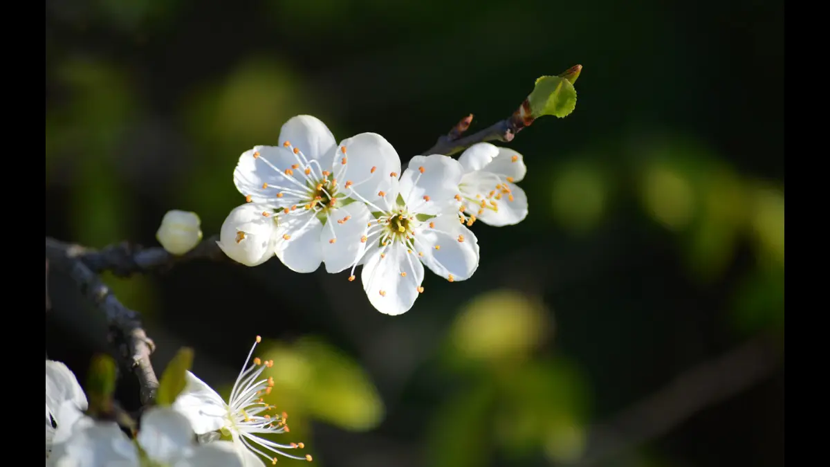 Fiori bianchi