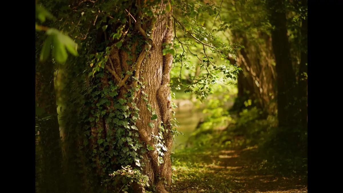 Un'edera dà fascino a un grosso tronco