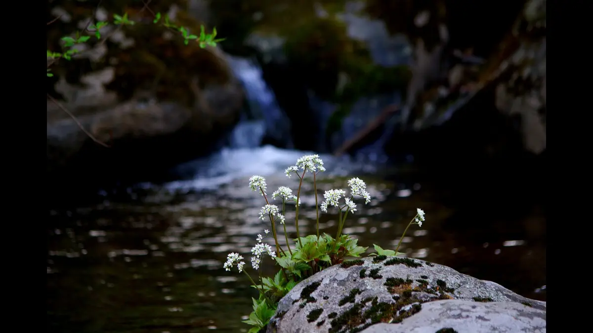 Fiori bianchi in un bosco