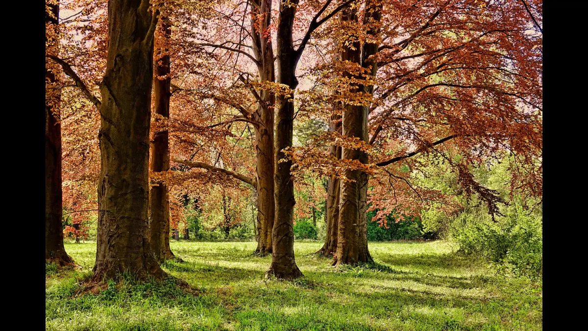 Bosco in cui è tornato il vero