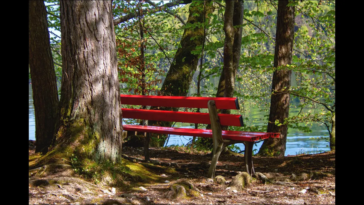 Una panchina nel bosco di fronte a un laghetto