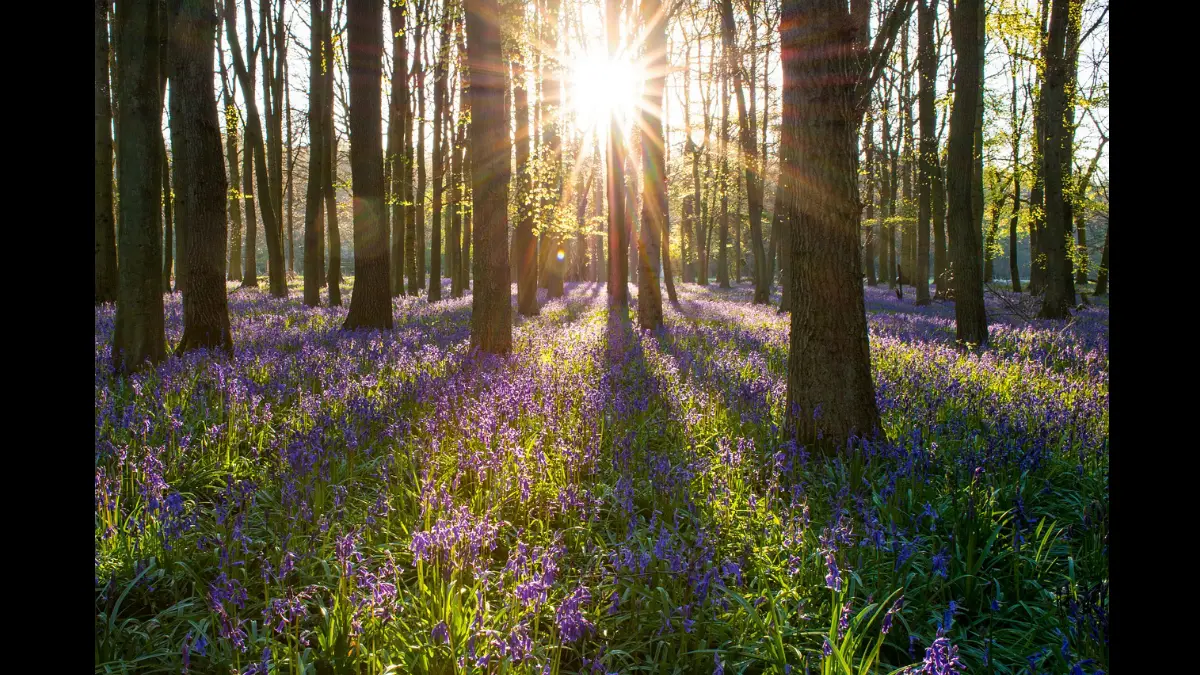 I raggi del sole illuminano fiori sul terreno