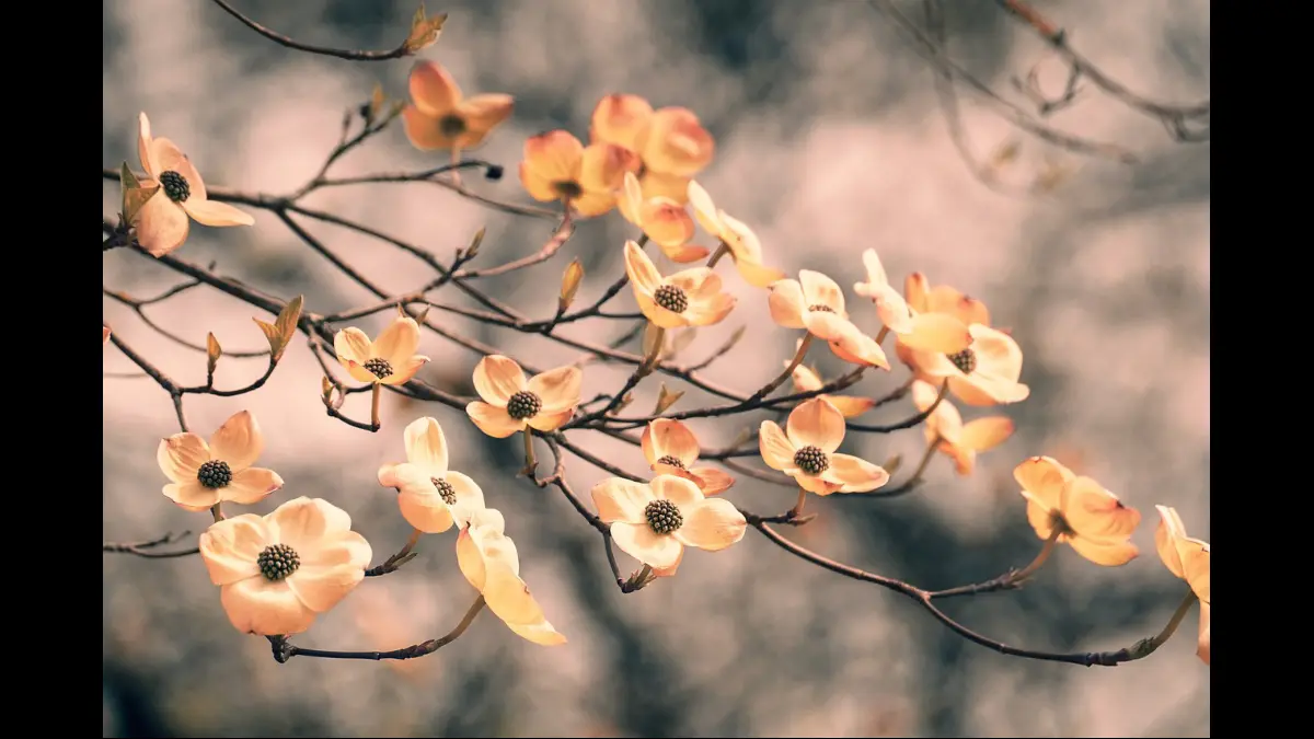 Il rigoglio dei fiori sbocciati sui rami