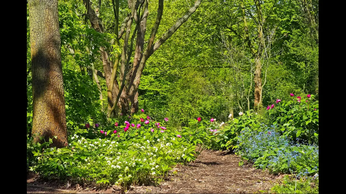 Nel bosco fiori ricoprono il terreno
