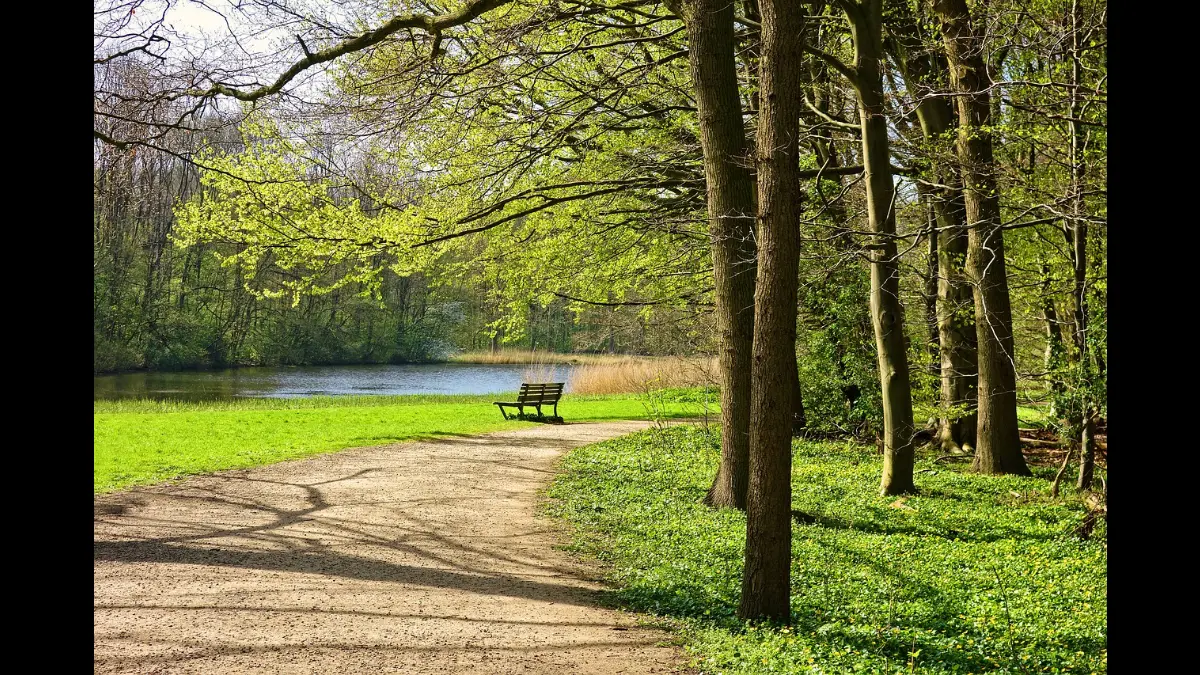 Ampio sentiero in un bosco di primavera