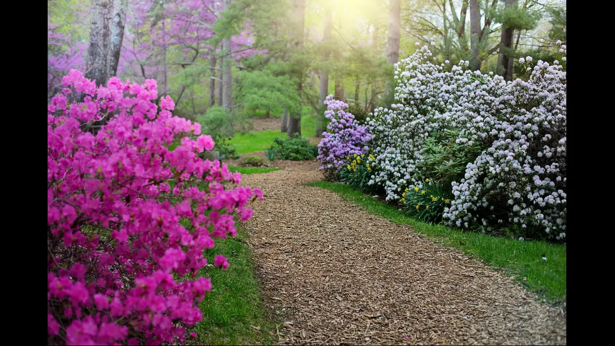 Piccoli arbusti in fiore