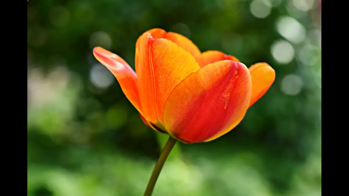 Splendido fiore arancione