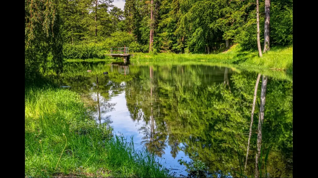laghetto nel bosco