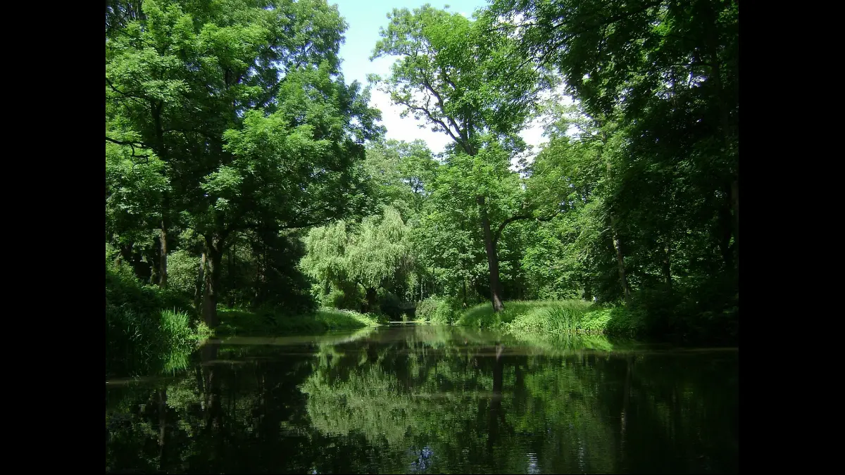 Un laghetto in mezzo al bosco