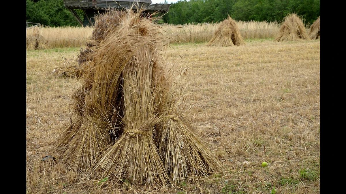 Covoni di grano