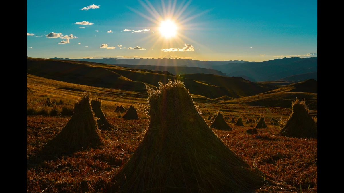 Covoni di grano al tramonto