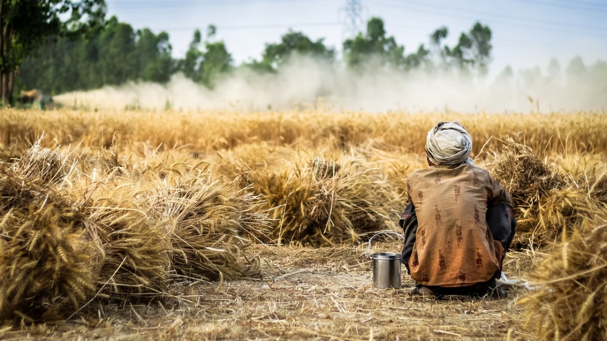 Contadino che guarda il raccolto del grano nel campo delle mietitura