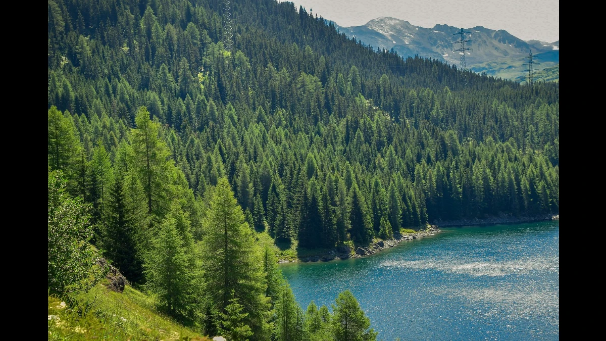 Dalle sponde del lago parte uno splendido bosco di conifere