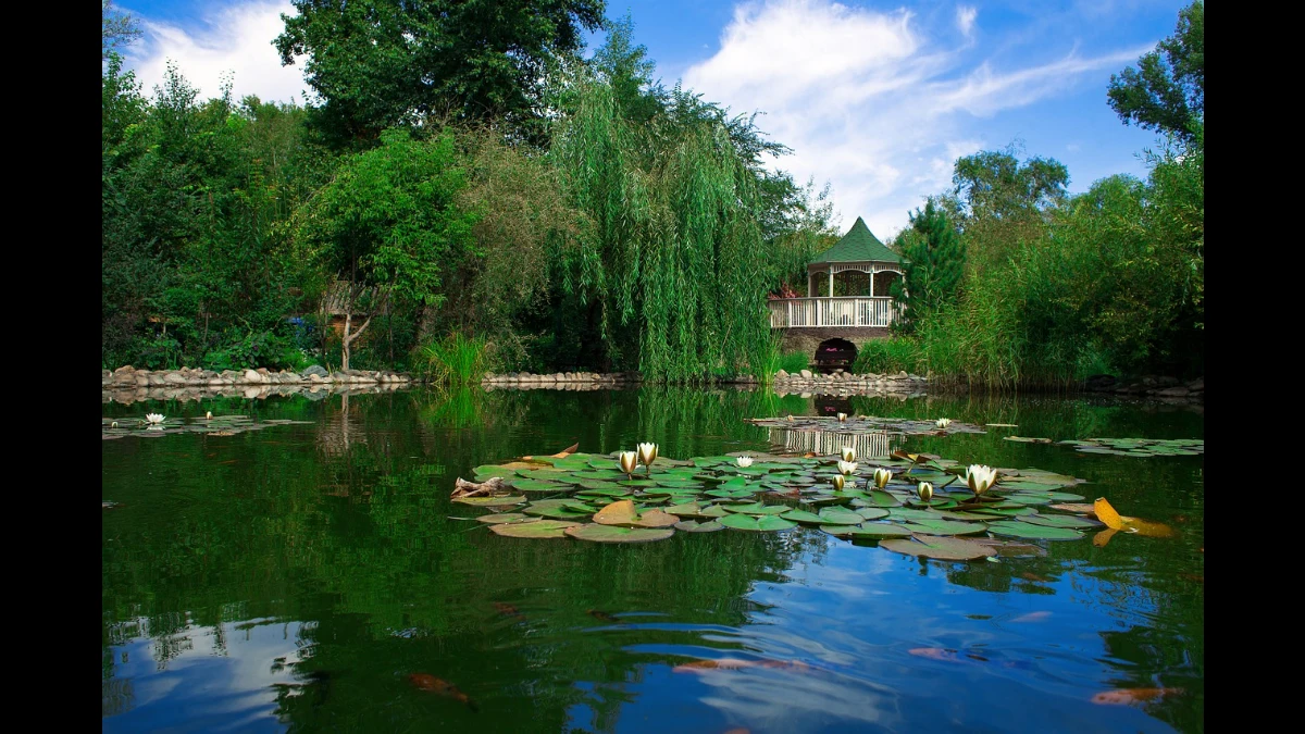 Stagno con ninfee in primo piano