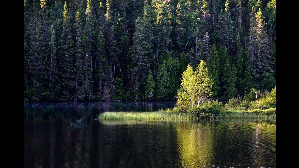 Lago alpino con conifere sullo sfondo. In primo piano un albero si riflette nell'acqua