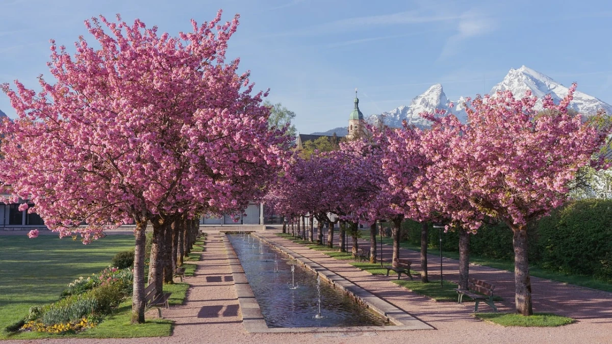 Primavera con ciliegi in fiore
