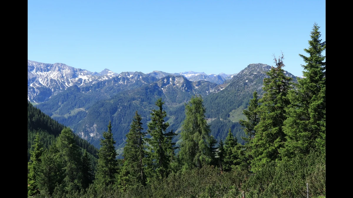 Montagne osservate da un bosco di conifere