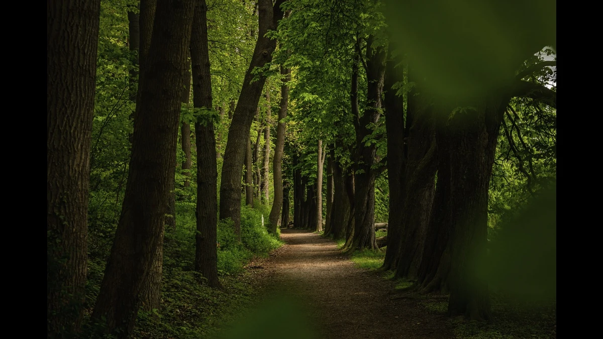 Sentiero nella foresta in estate
