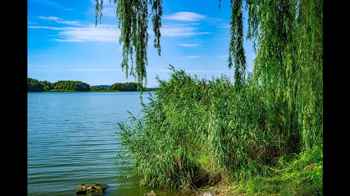 Sponda selvaggia di un lago colma delle fronde di un salice