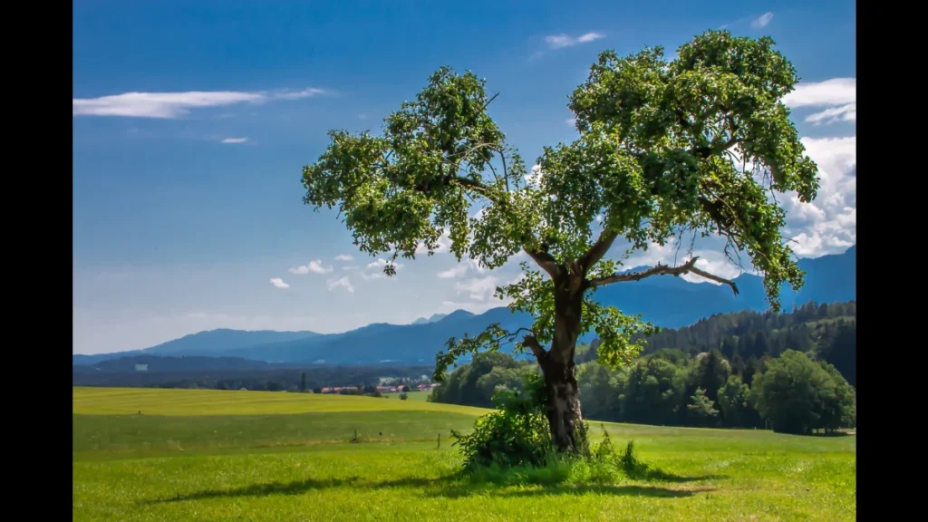 In primo piano un albero dietro un grande prato verde e sullo sfondo montagne