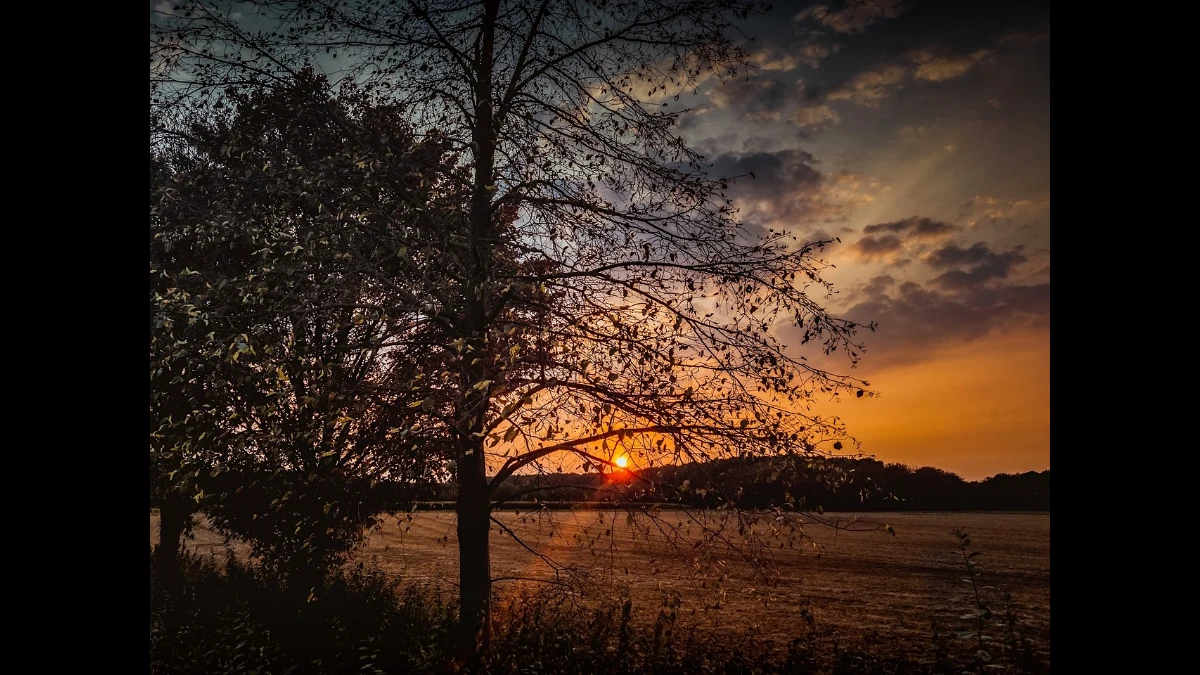 La natura in estate al tramonto