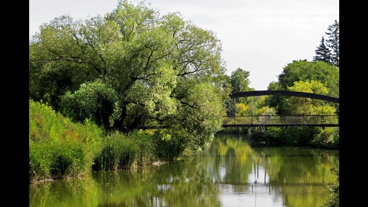 Ponte su un fiume che attraversa una foresta in estate