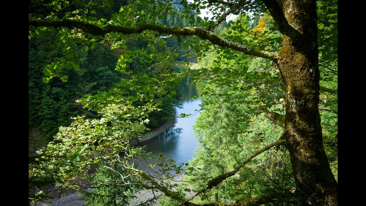 Un fiume scorre lentamente dentro una folta foresta