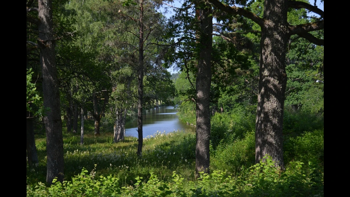 Il fiume solca con la sua acqua una foresta d'estate
