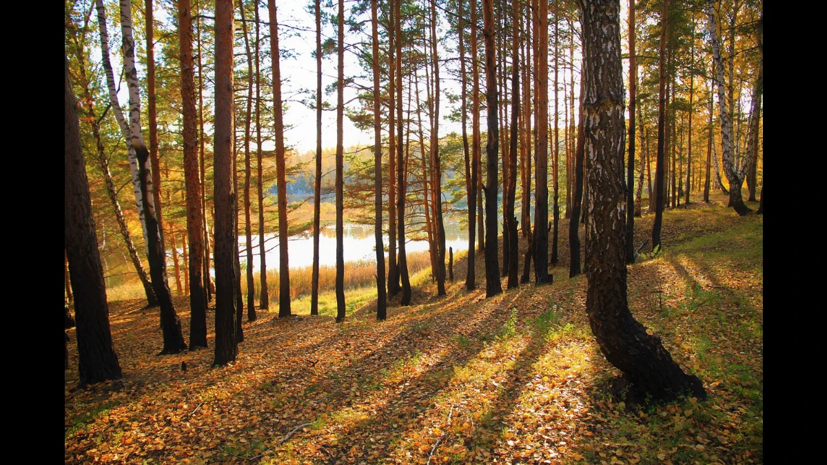 I colori dell'autunno nel bosco