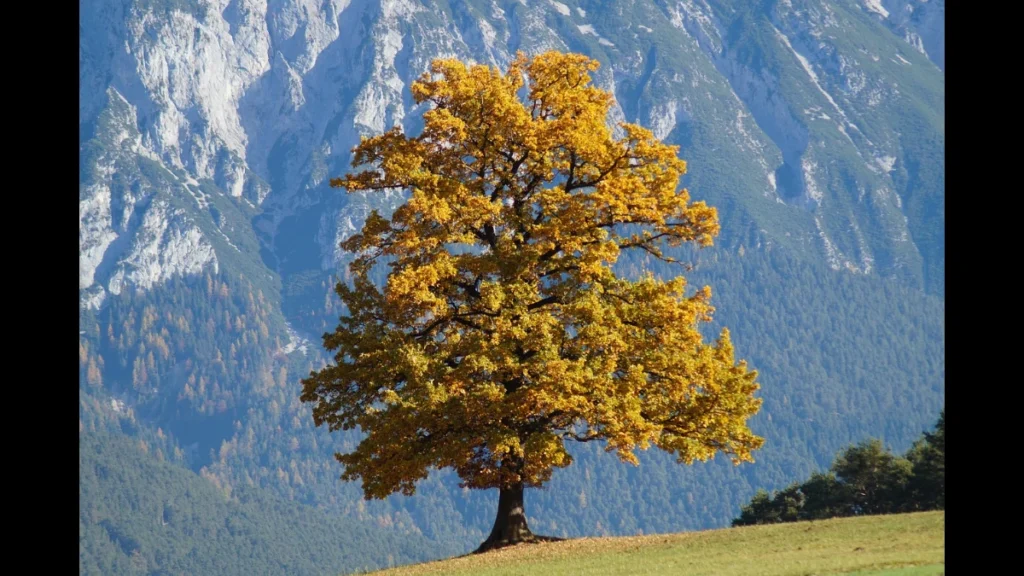 Albero col fogliame dell'autunno con rocce sullo sfondo