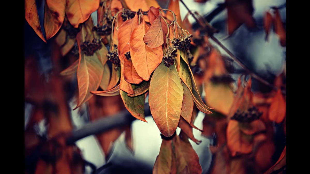 L'autunno avanza e i colori delle foglie mutano