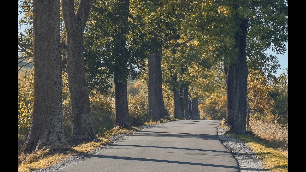 L'asfalto della strada si snoda tra alberi e arbusti che si sono tinti dei colori dell'autunno