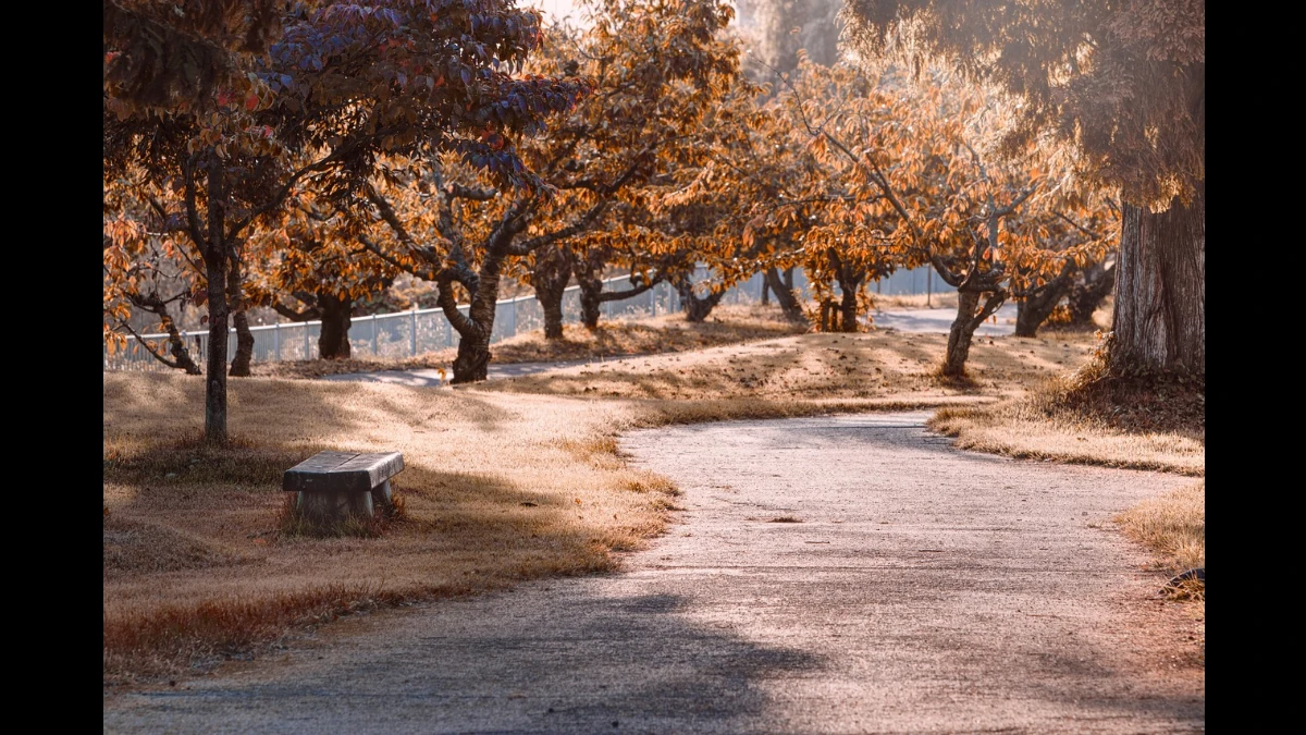 L'autunno ha vinto. Il giallo ha lasciato il posto al marrone infuocato sugli alberi e a terra