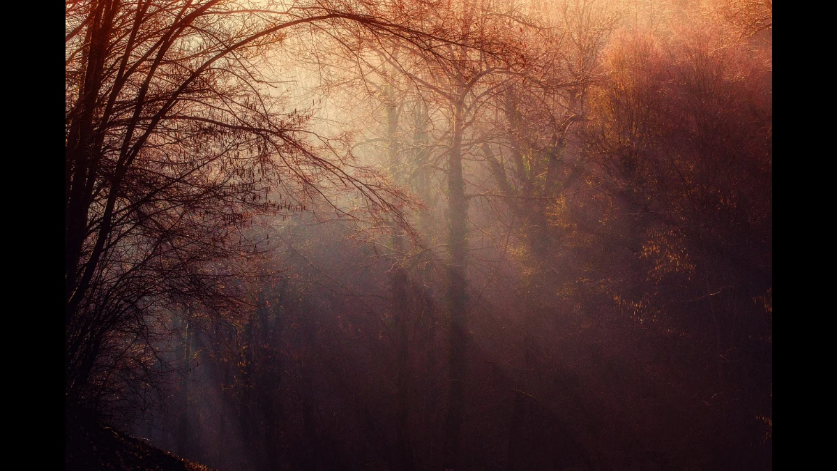 Nel bosco, i raggi del sole illuminano i colori e le atmosfere dell'autunno