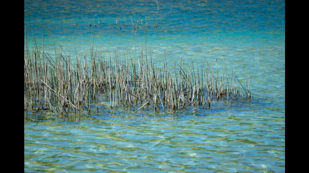 Giuncaie seccate sono segni dell'autunno sul fiume