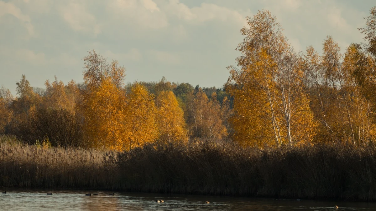 Sulle spone del lago le canne si sono seccate e gli alberi hanno foglie giallo oro tipiche dell'autunno