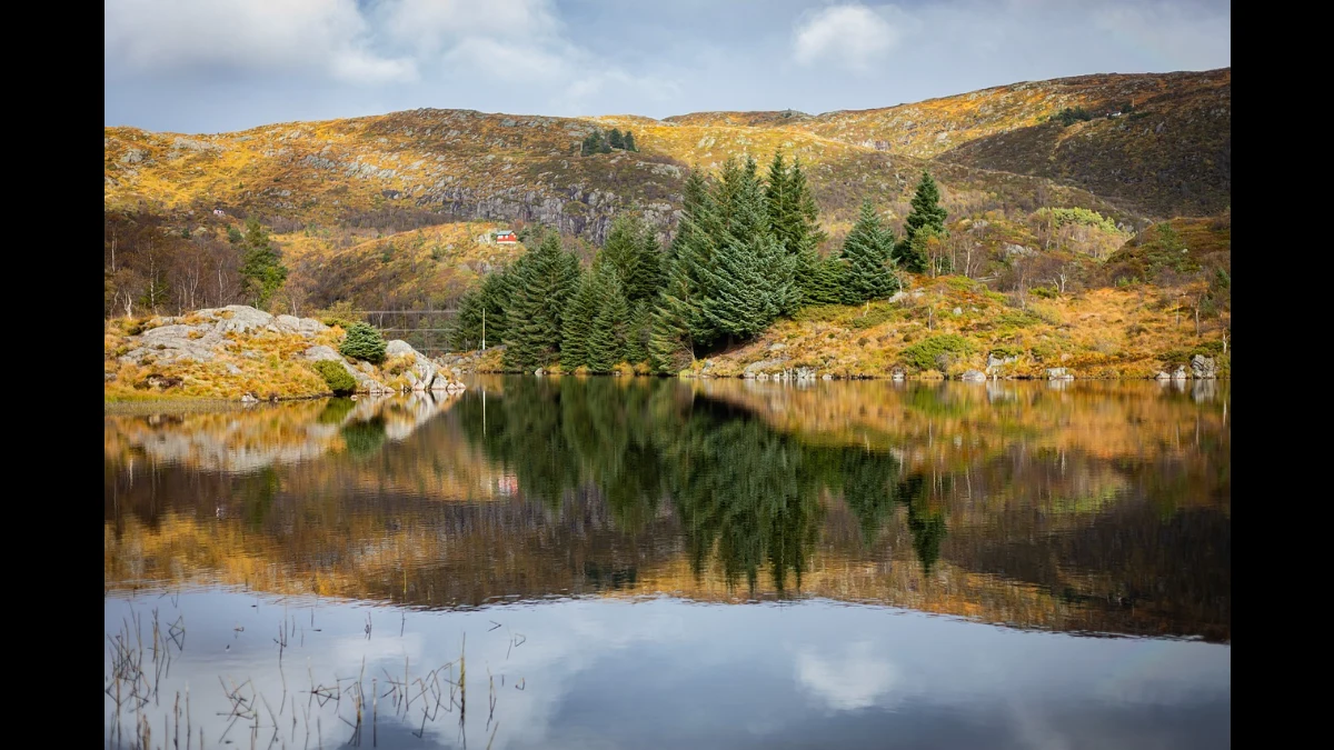 Al centro un gruppo di conifere sempre verdi contrasti col resto della vegetazione bruciata dall'autunno