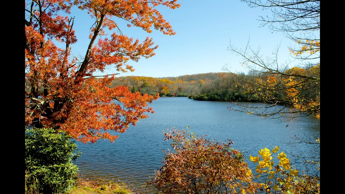 Lago di Julian nel North Carolina osservato in autunno. In primo piano una pianta dalle foglie rosse.