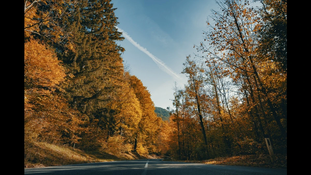 Strada in Austria che attraversa una foresta con gli alberi ingialliti dall'autunno