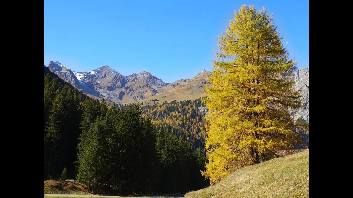 L'autunno in montagna, molto visibile sugli alberi e sui prati