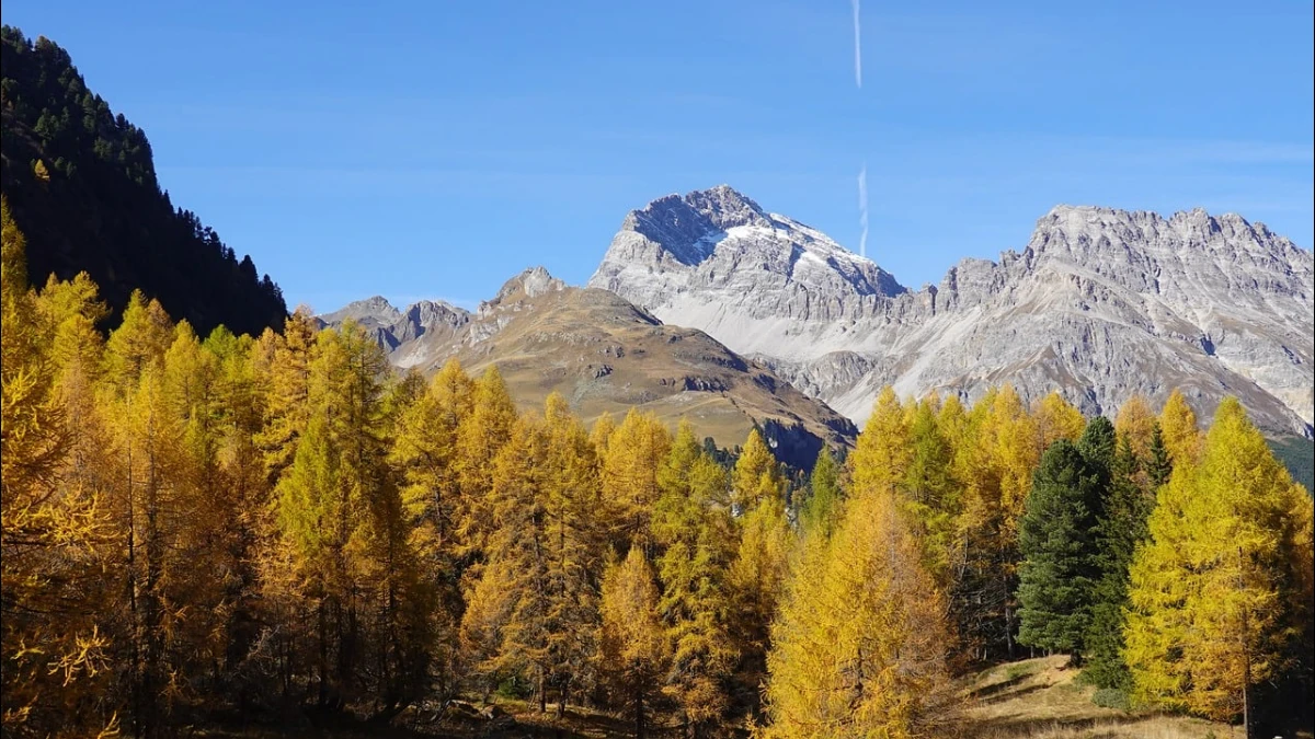Bosco di larici col giallo dell'autunno ai piedi di cime alpine