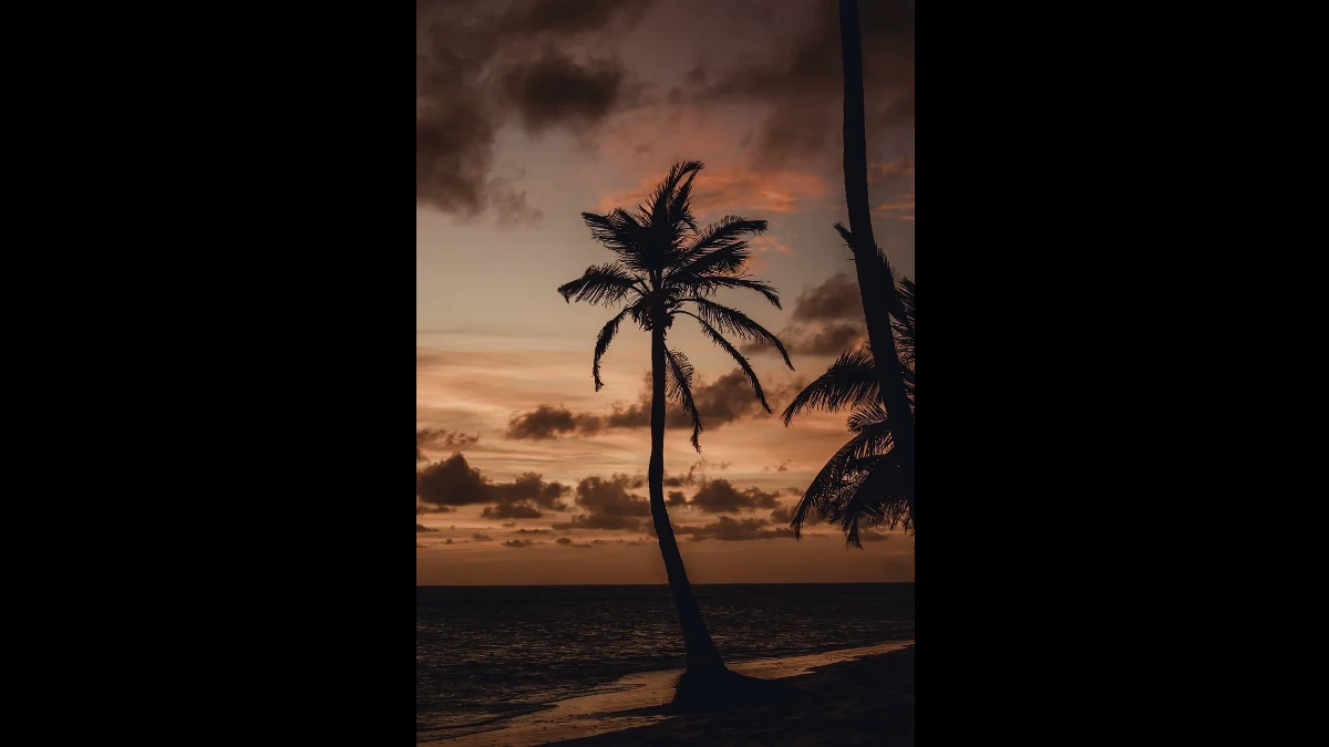 Tramonto con una palma in primo piano