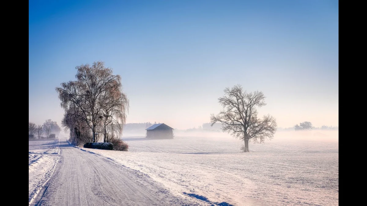 Un leggero strato di neve sulla strada e sulla campagna con uno basso strato d nebbia e gli alberi senza foglie: ecco l'inverno