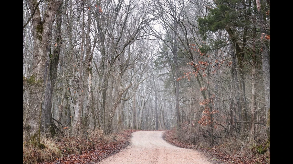 Strada in un bosco ricolmo di gelo e foschia con gli alberi che hanno fatto cadere le loro foglie