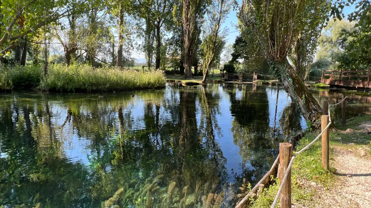 Gli alberi si riflettono sull'acqua di un piccolo lago in estate