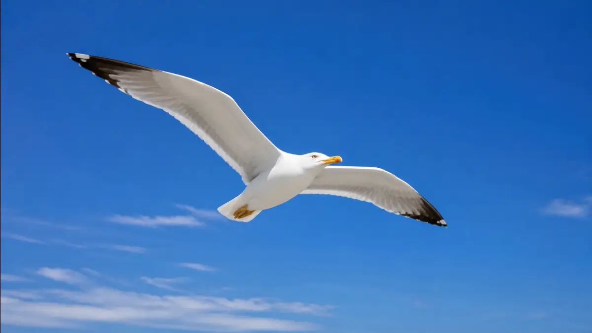 Gabbiano in volo