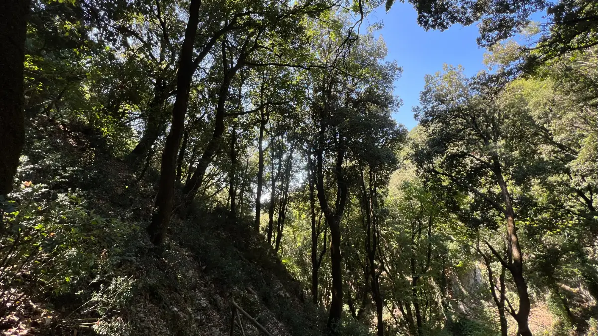 Bosco dove san Francesco passava le Quaresime in penitenza, preghiera e meditazione