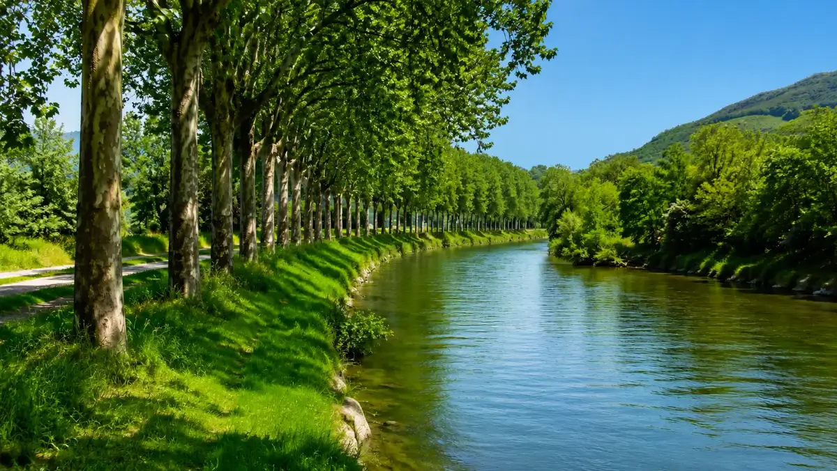 Veduta di estate di alberi piantati lungo un fiume